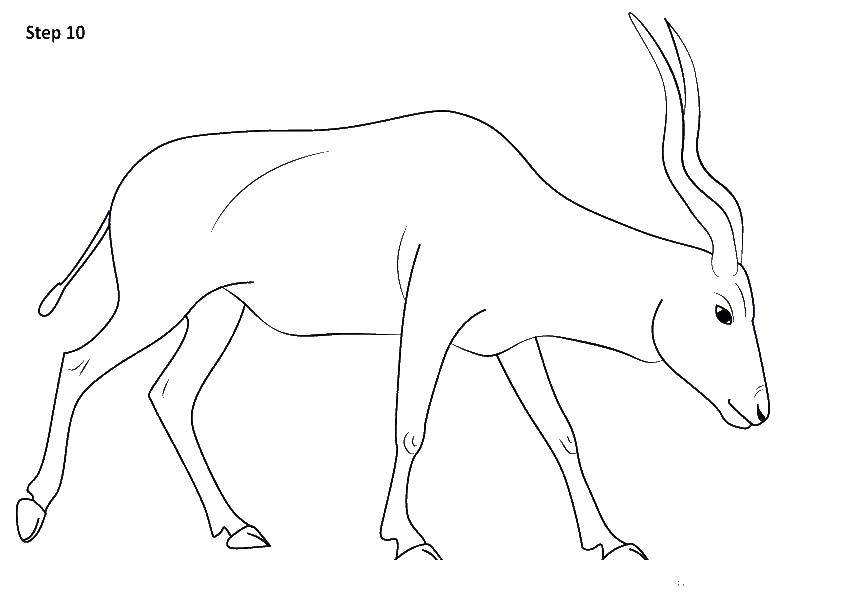 Название: Раскраска Газель животное. Категория: Животные. Теги: газель, животное.