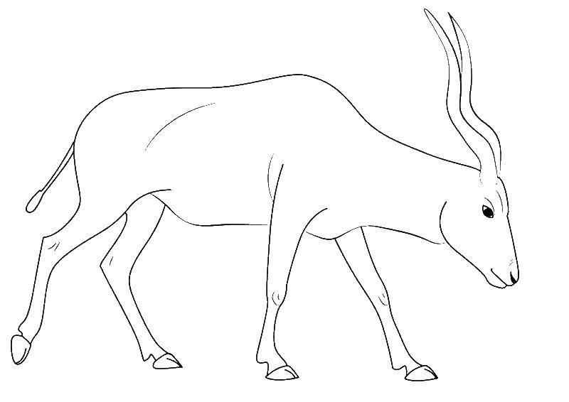 Coloring Goat. Category Animals. Tags:  animals, goat.