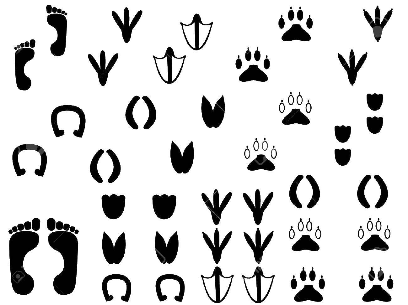 Coloring Footprints of various animals. Category animal tracks. Tags:  Trail.