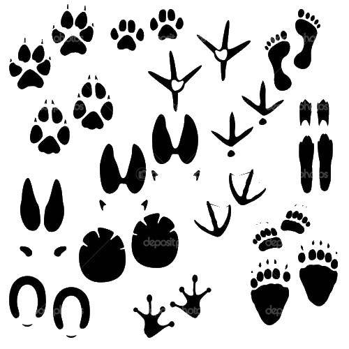 Coloring Animal tracks. Category animal tracks. Tags:  traces of, animal.