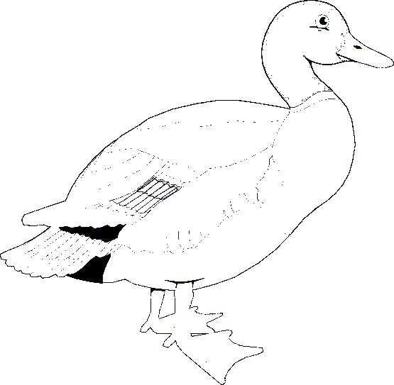 Coloring Duck. Category The contours for cutting out the birds. Tags:  duck.