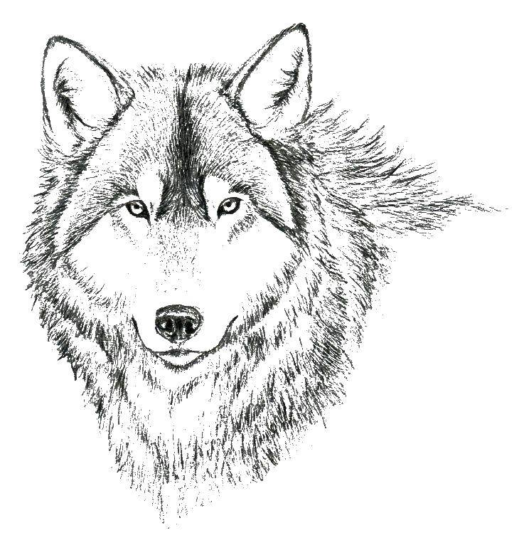 Название: Раскраска Волк. Категория: Волк. Теги: Волк.