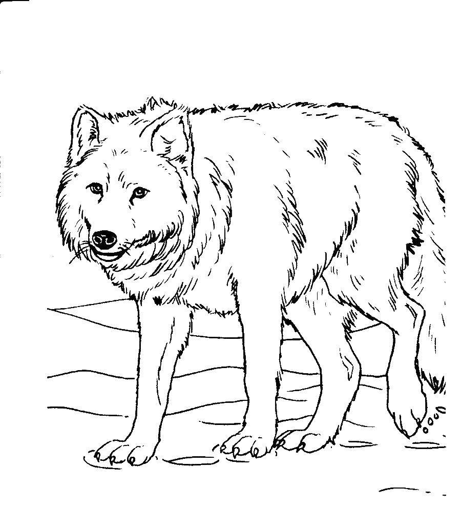 Название: Раскраска Волк. Категория: волк. Теги: Волк.