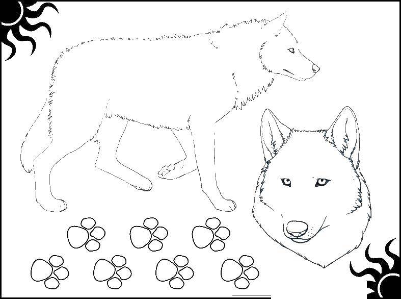 Coloring Wolf. Category Wolf. Tags:  Wolf.
