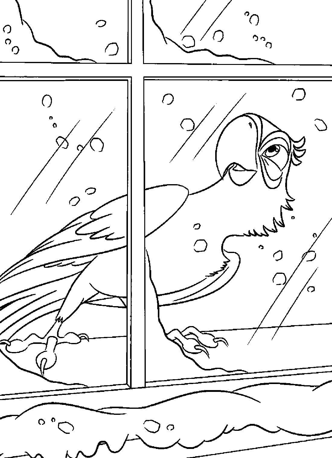 Coloring A parrot at a window. Category birds. Tags:  Birds, parrot.