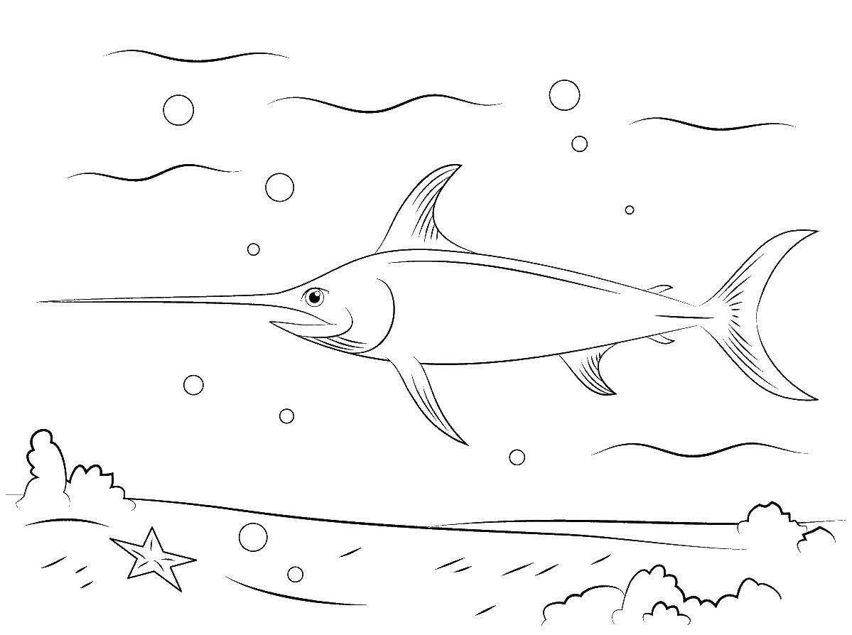Название: Раскраска Рыба меч. Категория: рыбы. Теги: рыбы, море, рыба меч.