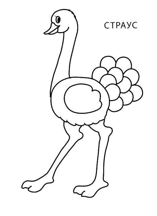 Coloring Ostrich. Category Animals. Tags:  ostrich.
