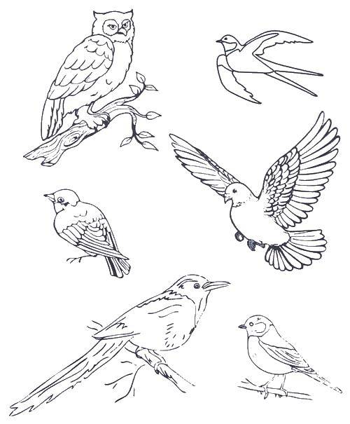 Картинки раскраски птицы для детей