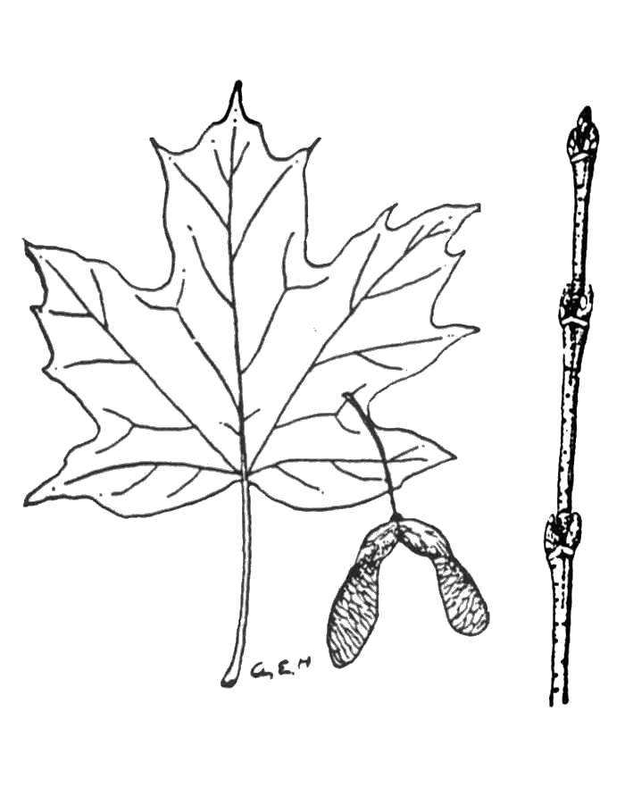 Название: Раскраска Кленовый лист. Категория: кленовый лист. Теги: Деревья, лист.