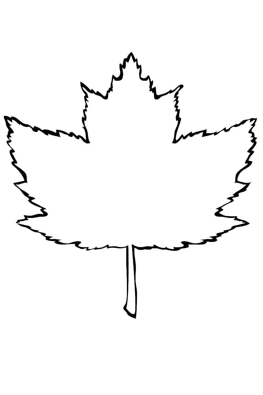 Название: Раскраска Контур листка. Категория: Контуры листьев. Теги: Деревья, лист.