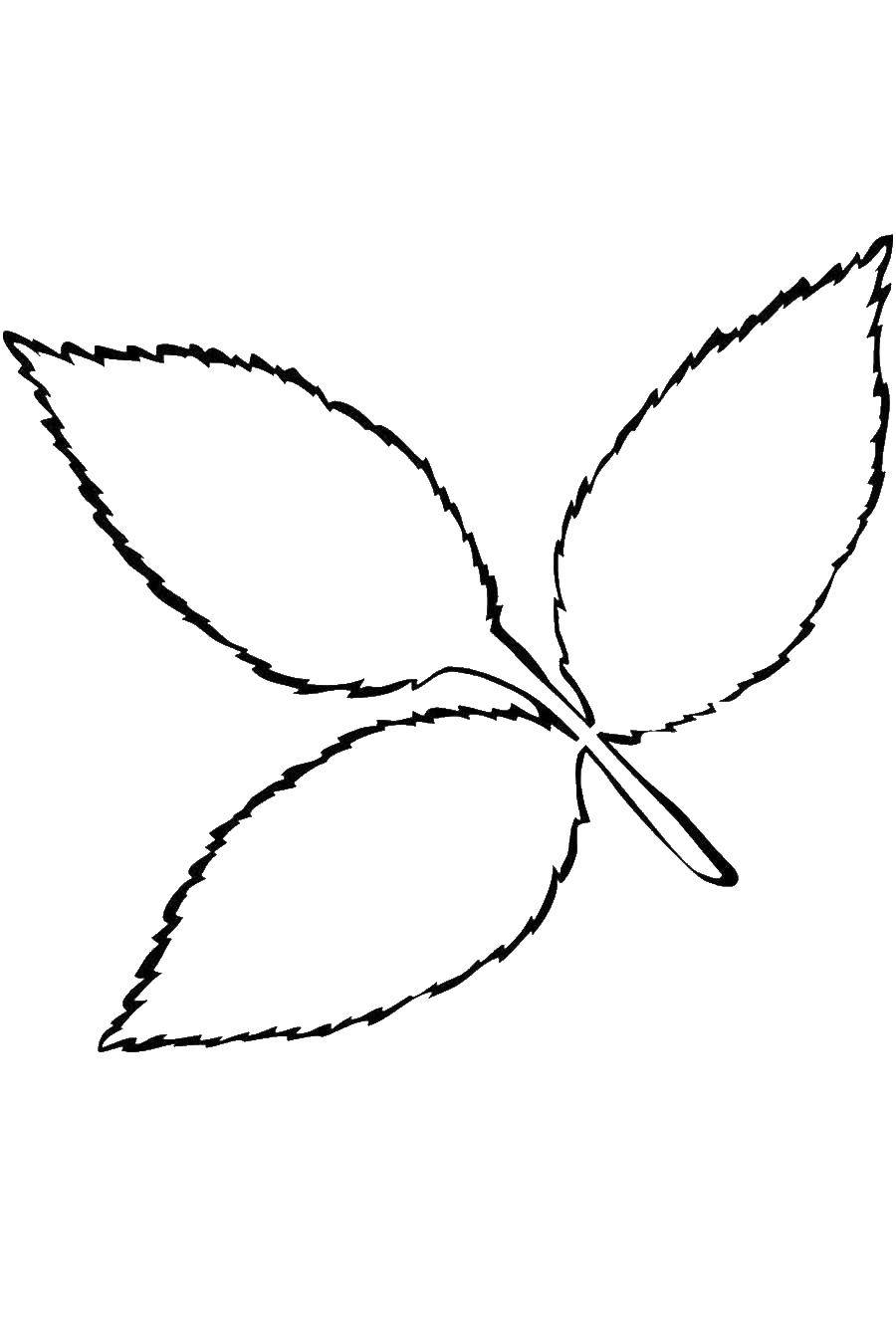 Название: Раскраска Веточка с листиками. Категория: листья. Теги: Деревья, лист.