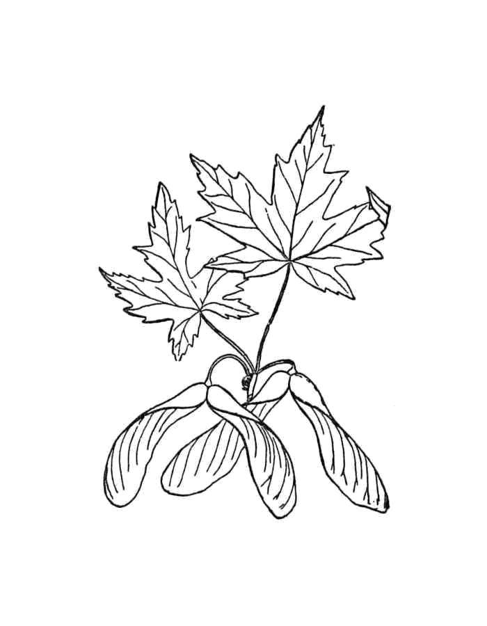 Название: Раскраска Кленовые листья. Категория: кленовый лист. Теги: Деревья, лист.