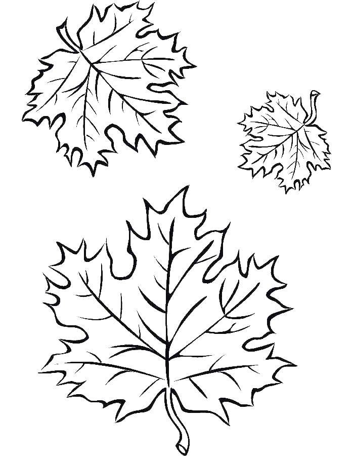 Coloring Maple leaves. Category maple leaf. Tags:  Leaves, tree, maple, autumn.