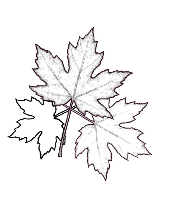Coloring Maple leaves. Category maple leaf. Tags:  Leaves, tree, maple, autumn.