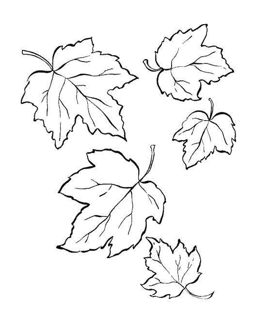 Раскраска – Кленовые Листья и Ягоды Бузины – Развивающие иллюстрации