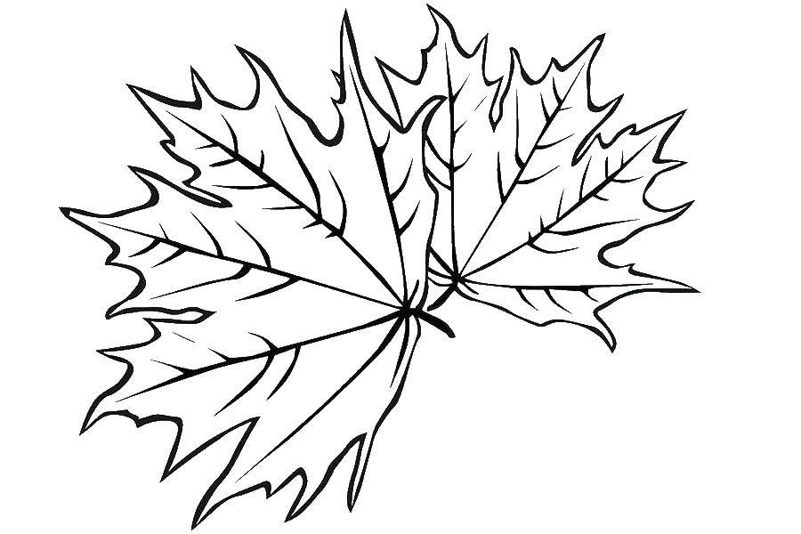 Название: Раскраска Кленовый лист. Категория: кленовый лист. Теги: Листья, дерево, клён, осень.