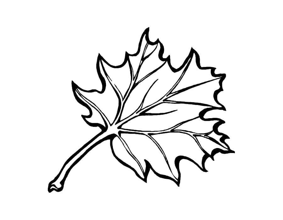 Название: Раскраска Кленовый лист. Категория: кленовый лист. Теги: Листья, дерево, клён, осень.