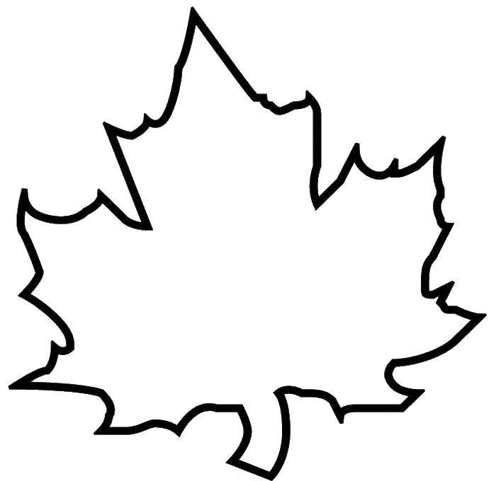 Coloring Maple leaf. Category maple leaf. Tags:  Leaves, tree, maple, autumn.