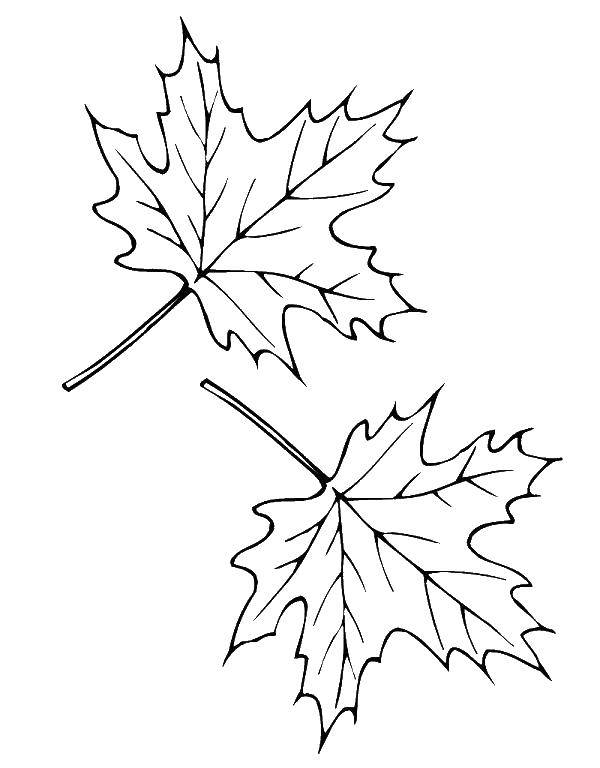 Название: Раскраска Листья клёна. Категория: кленовый лист. Теги: Листья, дерево, клён, осень.