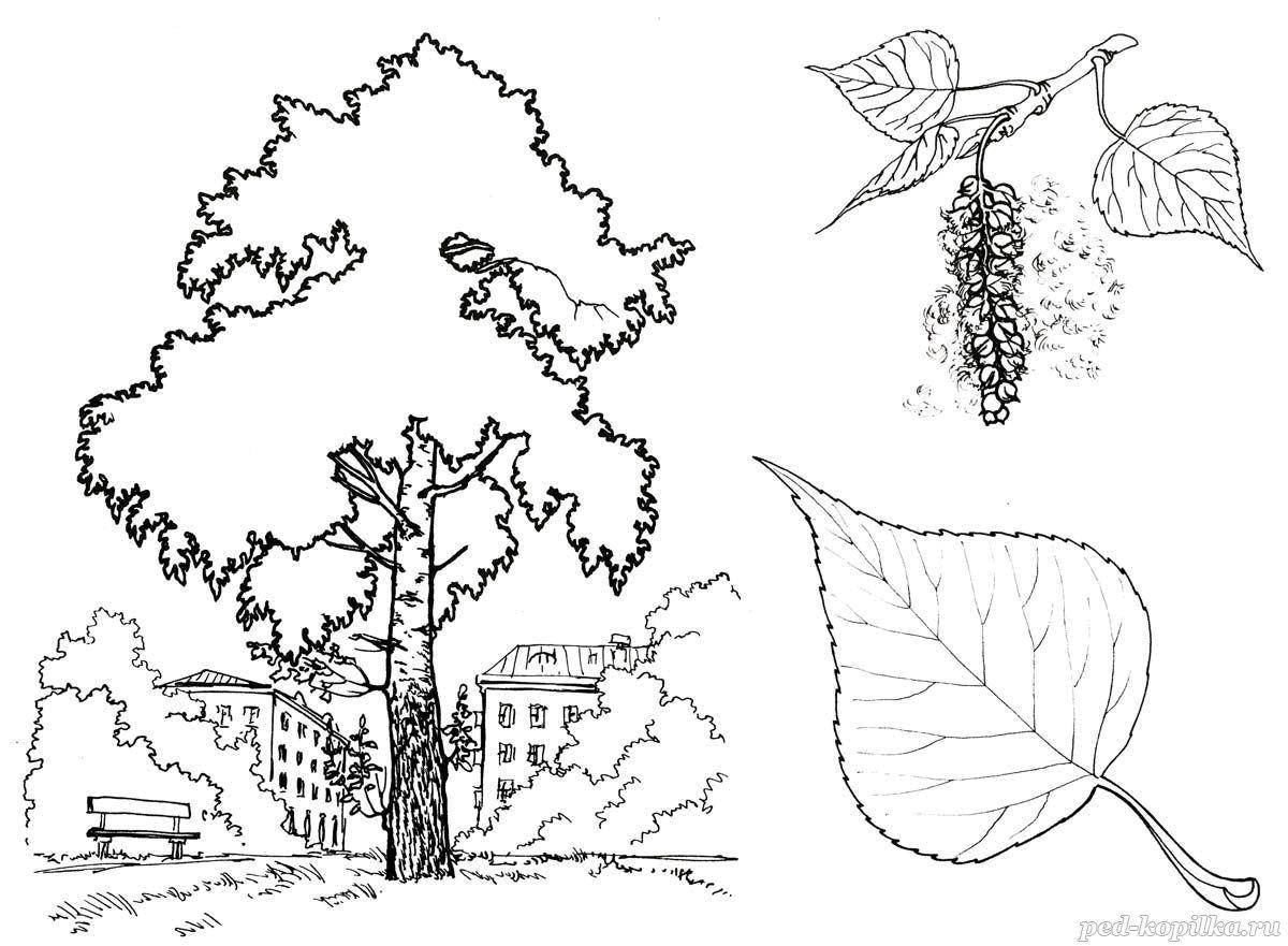 Название: Раскраска Осина. Категория: осиновый лист. Теги: Листья, дерево.