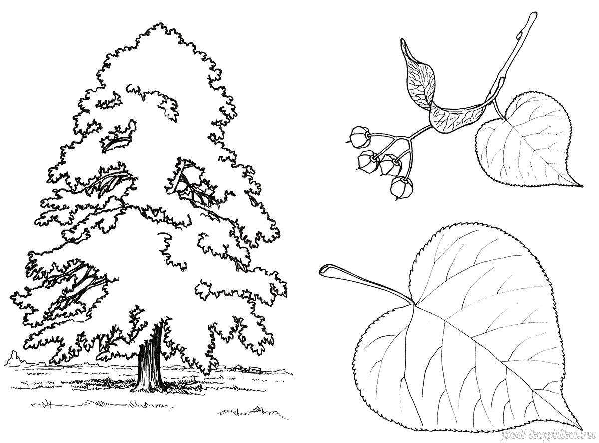 Название: Раскраска Тополиные листья. Категория: листья. Теги: Листья, дерево.