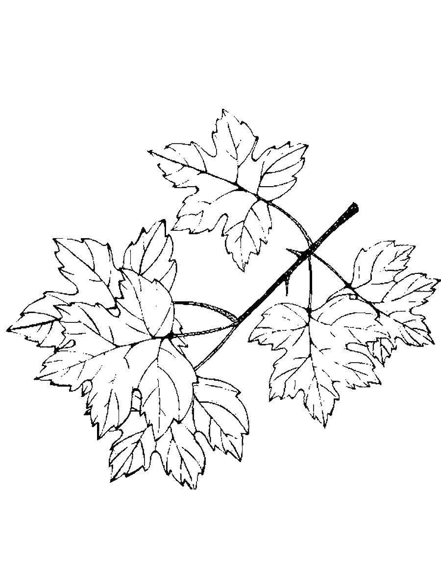 Coloring Twig with leaves. Category maple leaf. Tags:  Leaves, tree, maple, autumn.