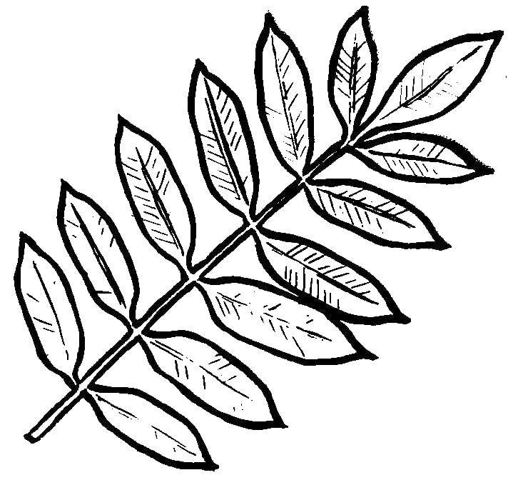 Название: Раскраска Веточка с листиками. Категория: листья. Теги: Листья, дерево.