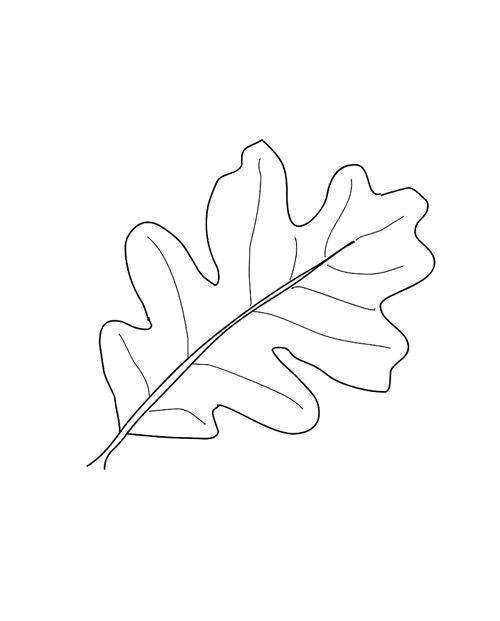 Coloring Oak leaf. Category oak leaf. Tags:  Leaves, tree.