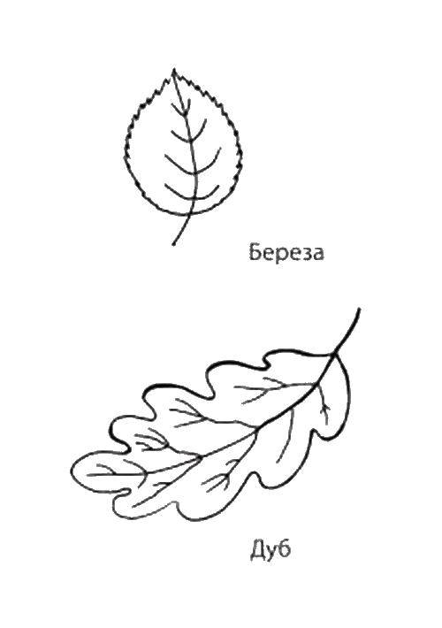 Название: Раскраска Листья березы и дуба. Категория: березовый лист. Теги: деревья, лист, береза, дуб.