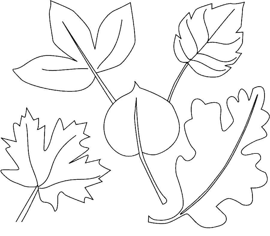 Название: Раскраска Разные листики. Категория: листья. Теги: листья, деревья.