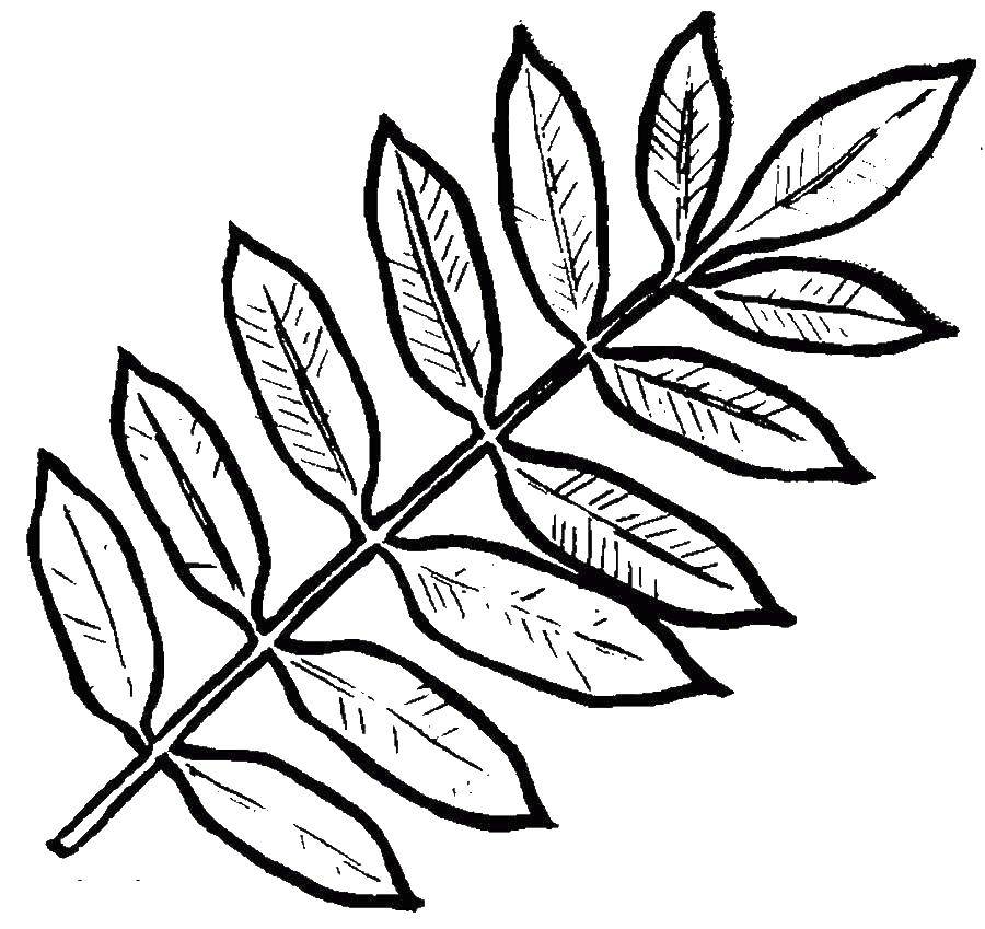 Название: Раскраска Рябина. Категория: листья рябины. Теги: Листья, дерево.