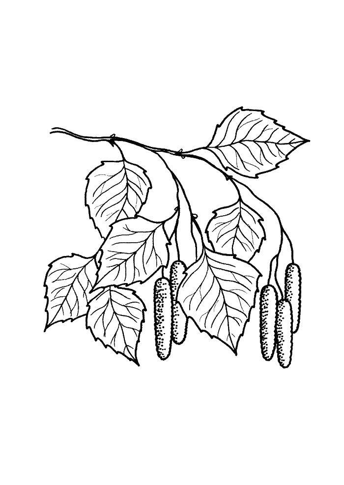 Coloring Berezoy leaf. Category leaves. Tags:  Leaves, tree.