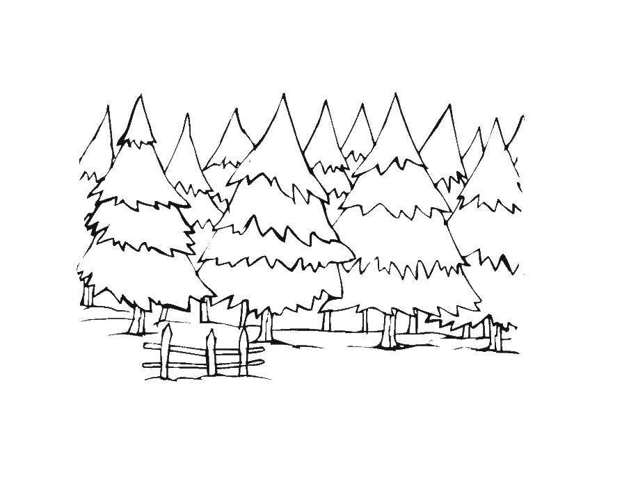 Coloring Spruce forest. Category the forest. Tags:  Forest, tree, branch, leaves.