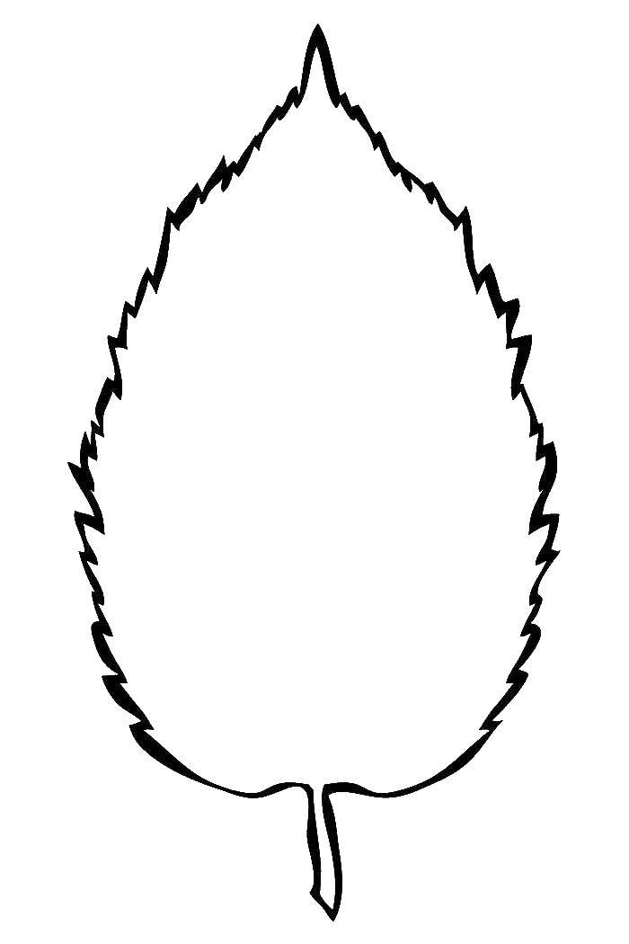 Coloring Sheet. Category birch leaf. Tags:  leaves, trees, birch.