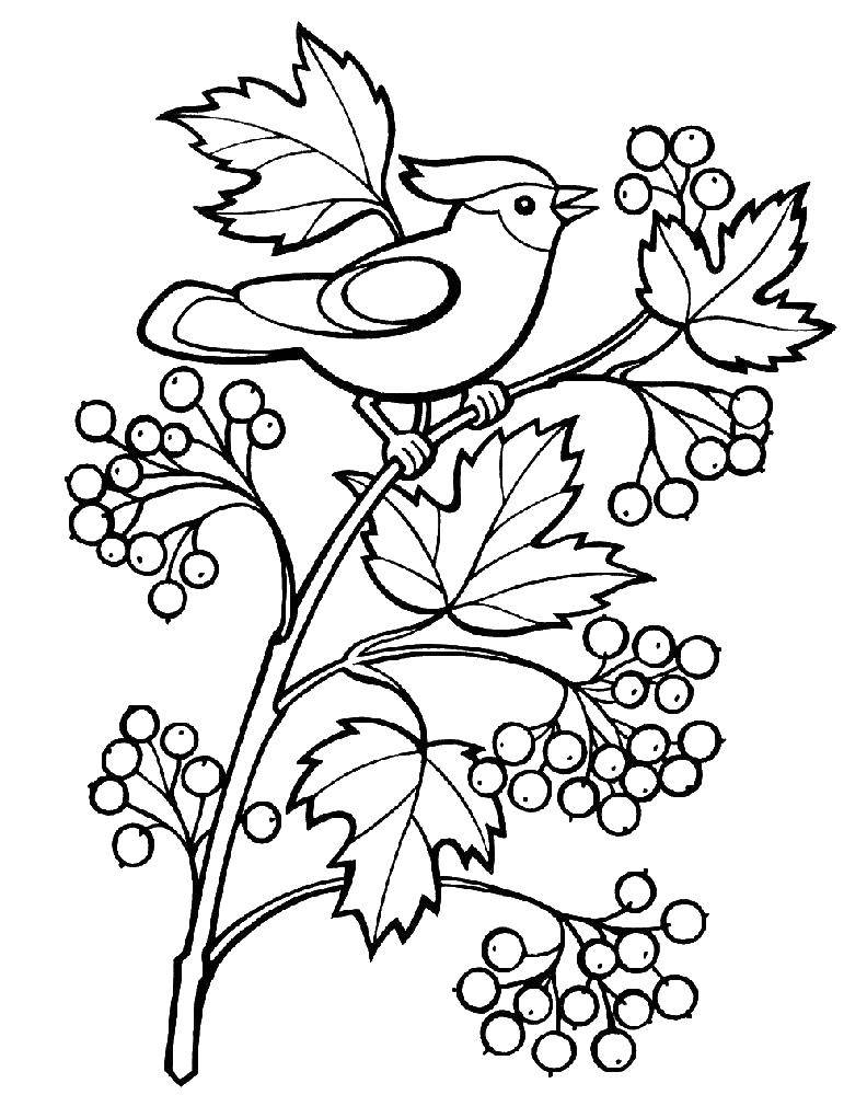 Название: Раскраска Птичка на ветке рябины. Категория: листья рябины. Теги: птица, рябина, ягоды.