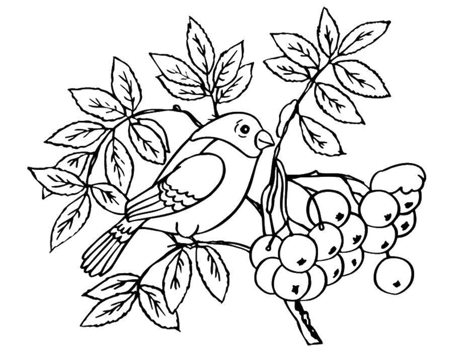 Название: Раскраска Птица и рябина. Категория: листья рябины. Теги: рябина, ягоды, листья, птица.