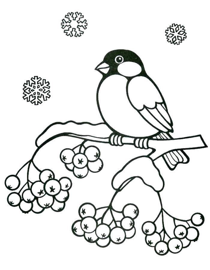 Coloring Pticka on the branch. Category birds. Tags:  birds, bird, branch.