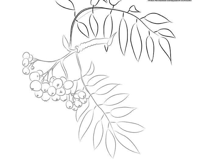 Coloring Rowan. Category the leaves of the ash tree. Tags:  Trees, leaf.