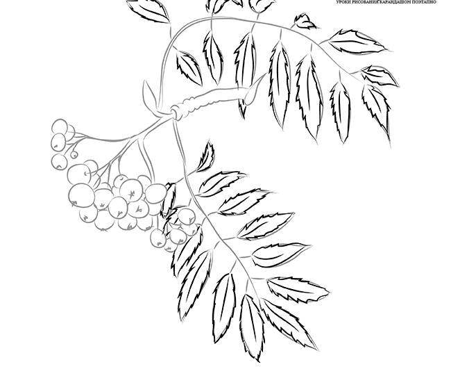 Название: Раскраска Рябина. Категория: листья рябины. Теги: Деревья, лист.