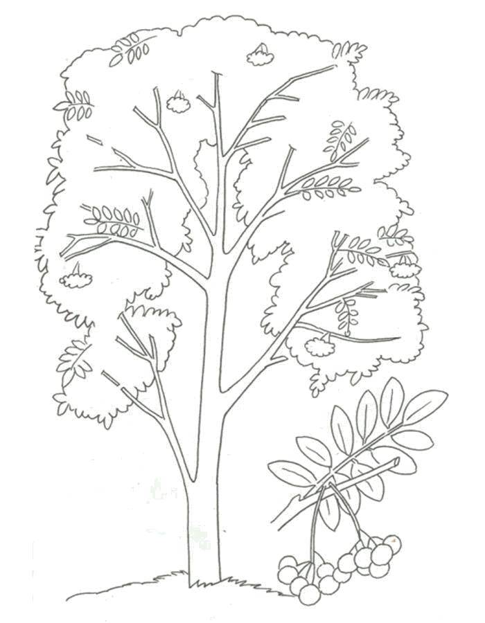 Coloring Rowan. Category the leaves of the ash tree. Tags:  Trees, leaf.