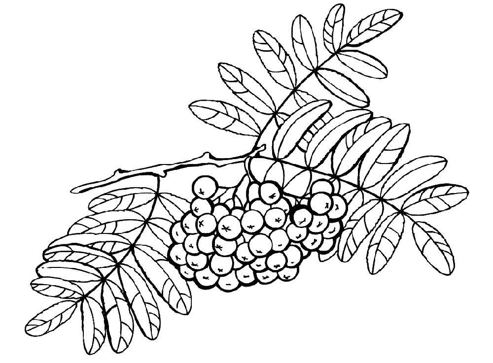 Название: Раскраска Рябина. Категория: листья рябины. Теги: рябина, ягоды, листья.