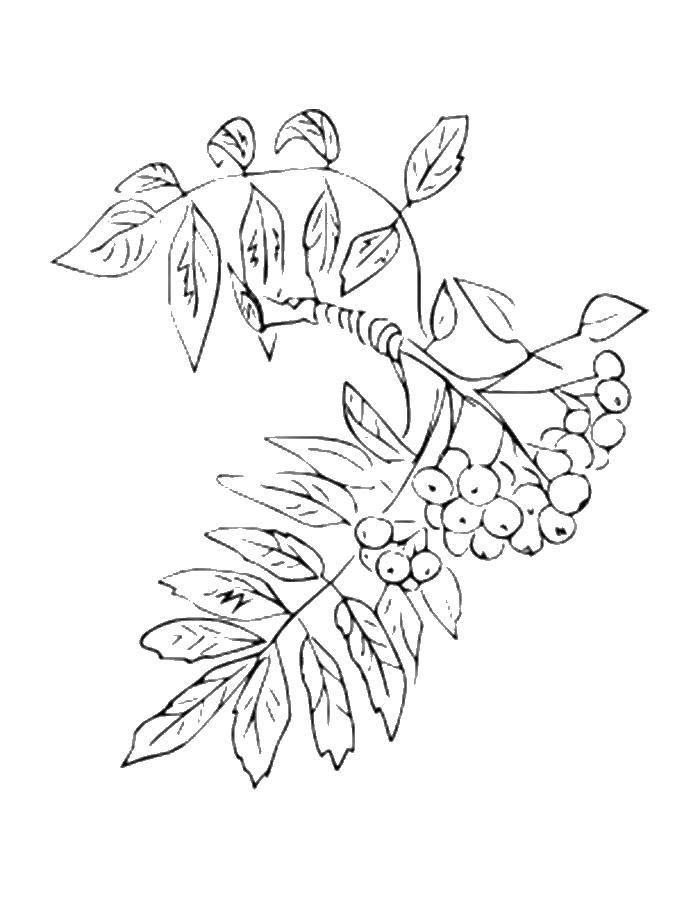 Название: Раскраска Рябина. Категория: листья рябины. Теги: рябина, ягоды, листья.