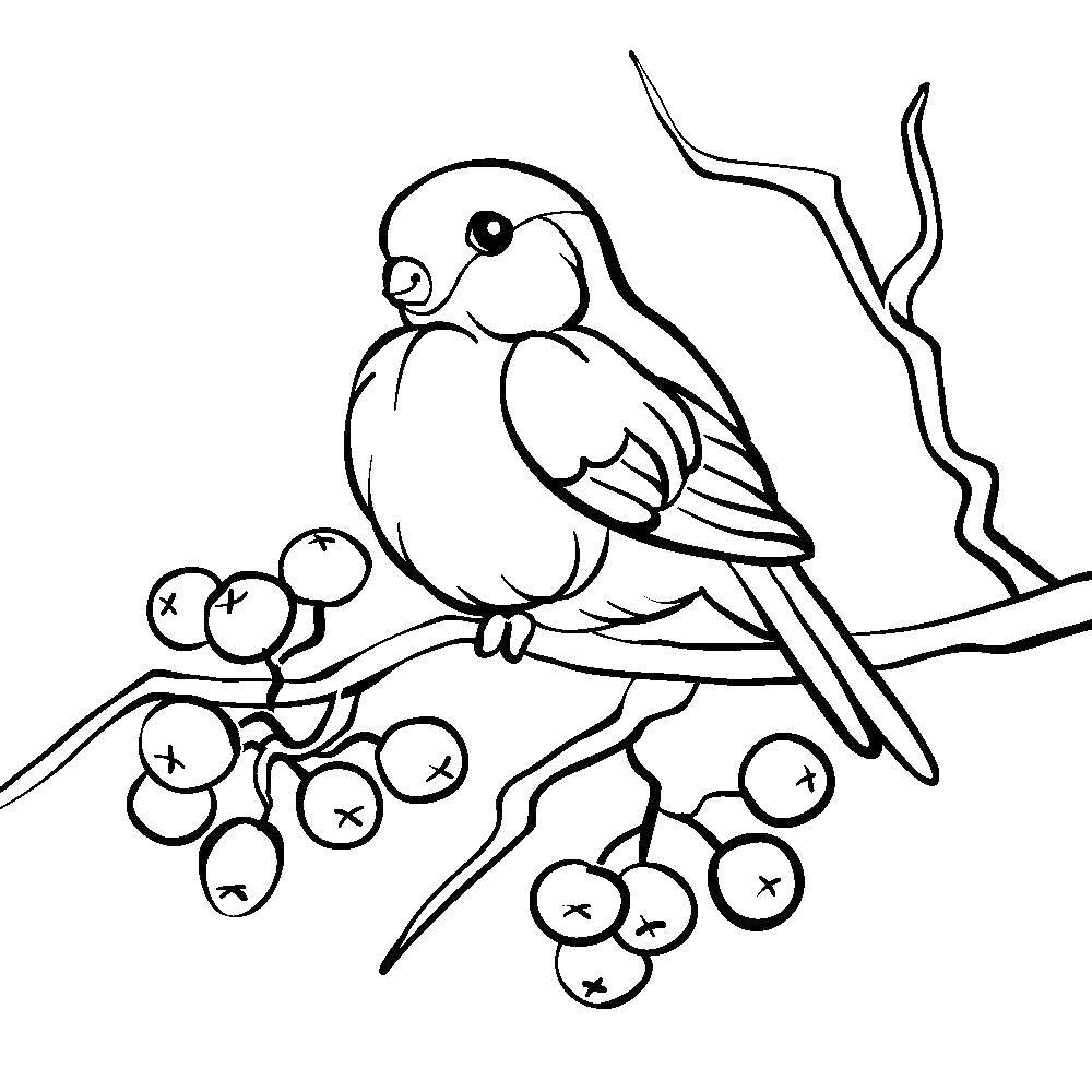 Coloring Bullfinch on branch of Rowan. Category the leaves of the ash tree. Tags:  Trees, leaf.
