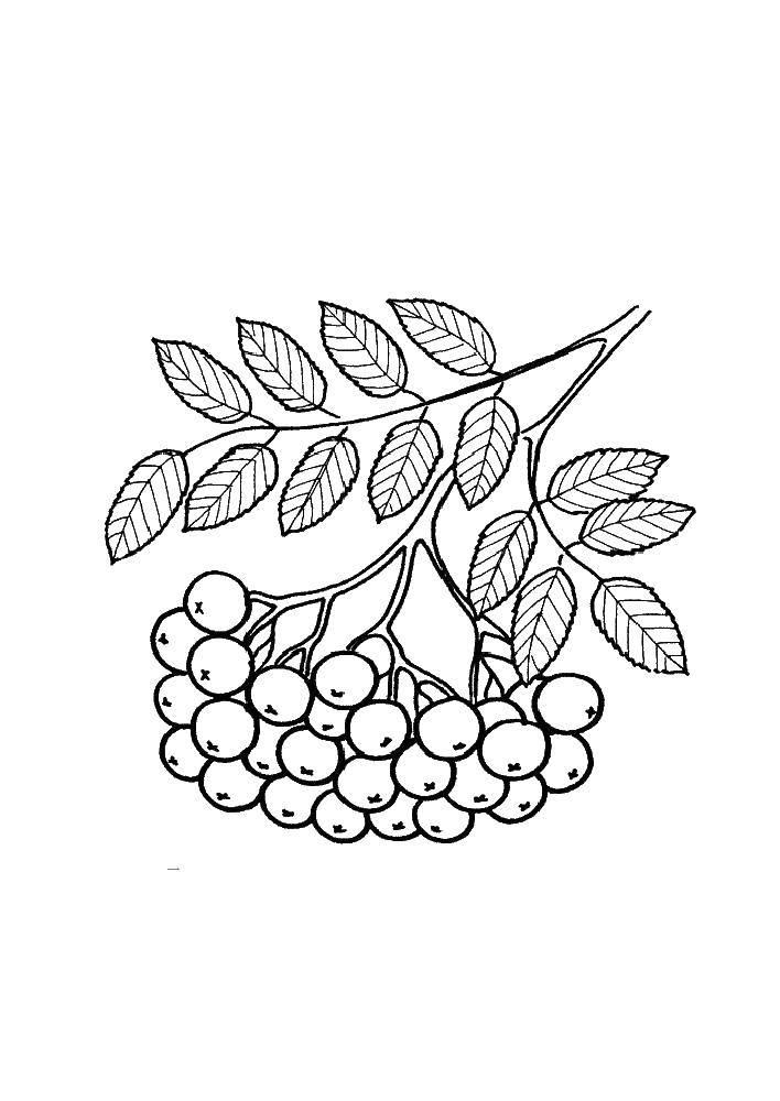 Coloring Rowan branch. Category the leaves of the ash tree. Tags:  Trees, leaf.