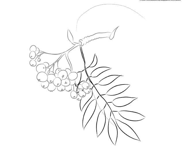 Coloring A twig of mountain ash. Category the leaves of the ash tree. Tags:  Trees, leaf.