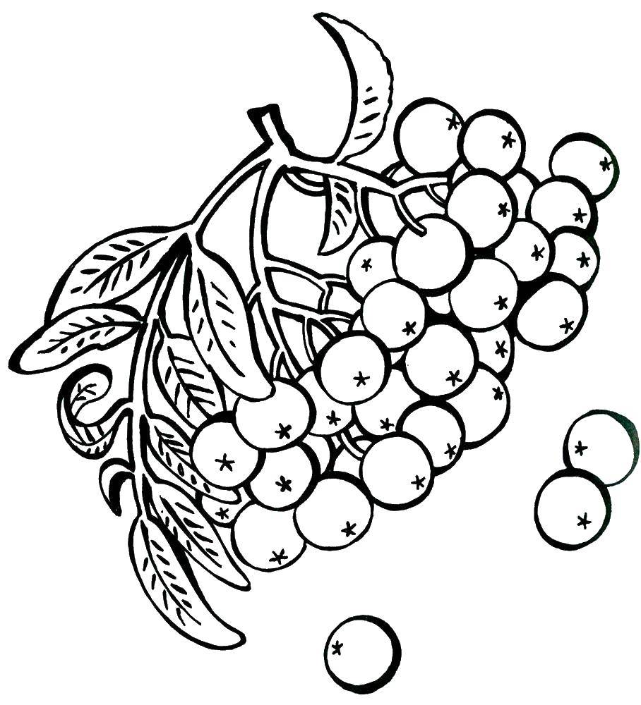 Название: Раскраска Ягодки рябины. Категория: ягоды. Теги: ягоды, рябина, листья.