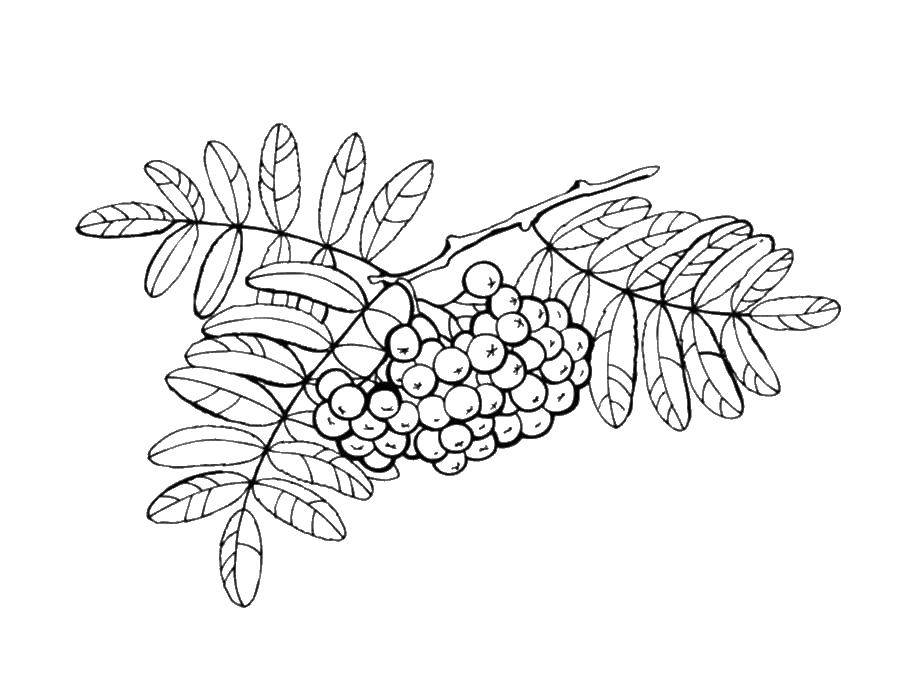 Название: Раскраска Ягоды рябины. Категория: листья рябины. Теги: ягоды, рябина, листья.