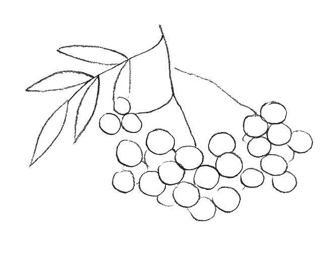 Coloring Berries. Category berries. Tags:  berries.