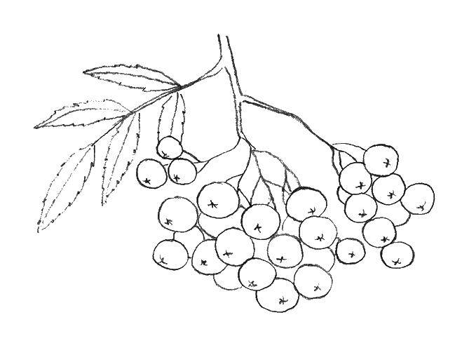 Coloring Berries. Category berries. Tags:  berries, mountain ash.