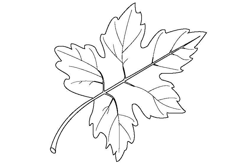 Coloring Leaf. Category birch leaf. Tags:  leaves, trees, birch.